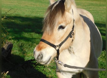 Fjordpferde, Wallach, 5 Jahre, 145 cm, Palomino