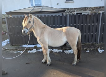 Fjordpferde, Wallach, 5 Jahre, 147 cm, Falbe