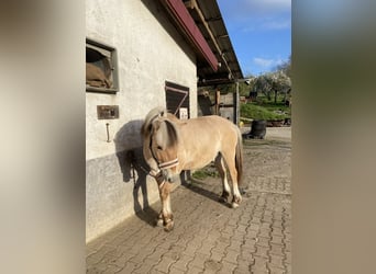 Fjordpferde, Wallach, 5 Jahre, 148 cm, Falbe