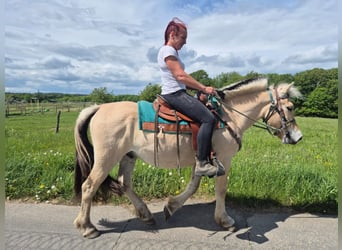Fjordpferde, Wallach, 5 Jahre, 148 cm, Falbe