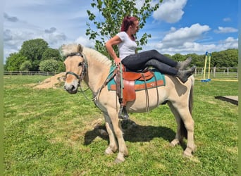 Fjordpferde, Wallach, 5 Jahre, 148 cm, Falbe