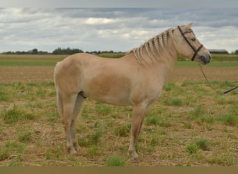Fjordpferde, Wallach, 5 Jahre, 157 cm, Palomino