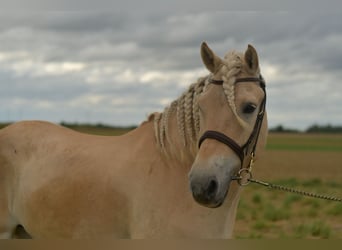 Fjordpferde, Wallach, 5 Jahre, 157 cm, Palomino