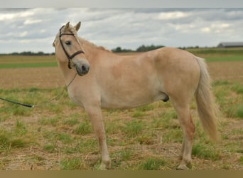 Fjordpferde, Wallach, 5 Jahre, 157 cm, Palomino