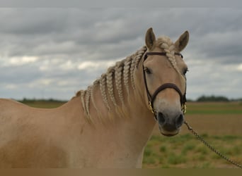Fjordpferde, Wallach, 5 Jahre, 157 cm, Palomino
