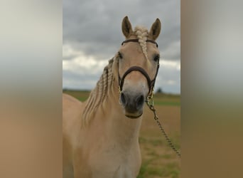 Fjordpferde, Wallach, 5 Jahre, 157 cm, Palomino