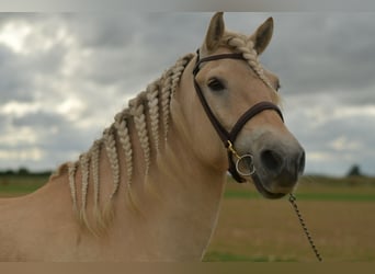 Fjordpferde, Wallach, 5 Jahre, 157 cm, Palomino