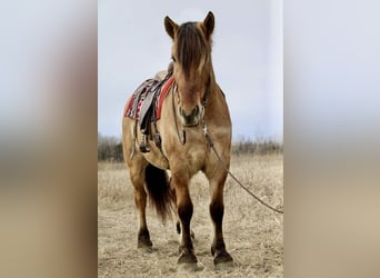 Fjordpferde Mix, Wallach, 5 Jahre, 160 cm, Falbe