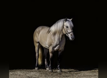Fjordpferde Mix, Wallach, 5 Jahre, Dunalino