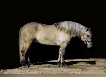 Fjordpferde Mix, Wallach, 5 Jahre, Dunalino