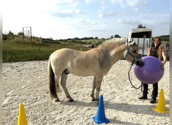 Fjordpferde, Wallach, 5 Jahre, Falbe