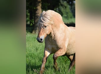 Fjordpferde, Wallach, 6 Jahre, 142 cm, Falbe