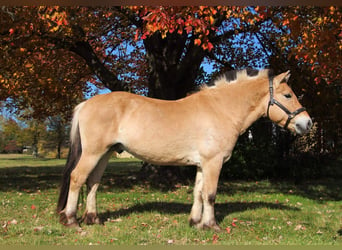 Fjordpferde, Wallach, 6 Jahre, 142 cm, Palomino