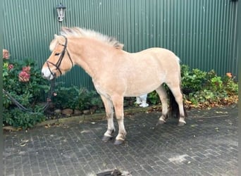 Fjordpferde, Wallach, 6 Jahre, 144 cm, Falbe