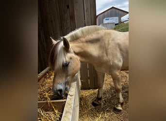 Fjordpferde, Wallach, 6 Jahre, 146 cm, Falbe