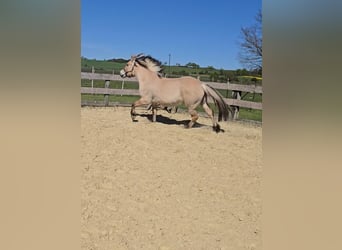 Fjordpferde, Wallach, 6 Jahre, 150 cm, Falbe