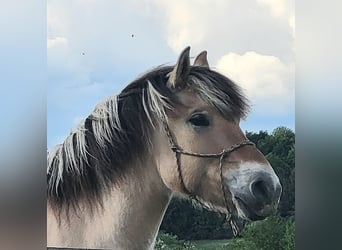 Fjordpferde, Wallach, 6 Jahre, 150 cm, Falbe