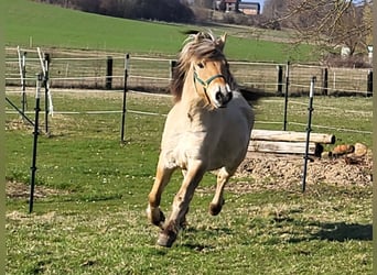 Fjordpferde, Wallach, 6 Jahre, 150 cm, Falbe