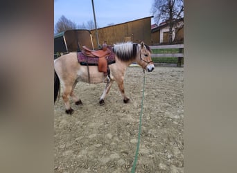 Fjordpferde, Wallach, 6 Jahre, 150 cm, Falbe