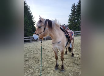 Fjordpferde, Wallach, 6 Jahre, 150 cm, Falbe