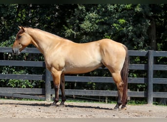 Fjordpferde Mix, Wallach, 6 Jahre, 157 cm, Falbe