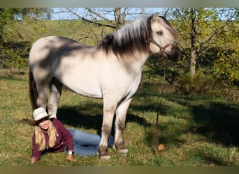 Fjordpferde, Wallach, 7 Jahre, 142 cm, Buckskin