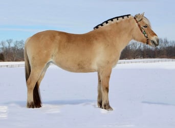 Fjordpferde, Wallach, 7 Jahre, 147 cm, Buckskin