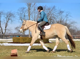 Fjordpferde, Wallach, 7 Jahre, 147 cm, Buckskin