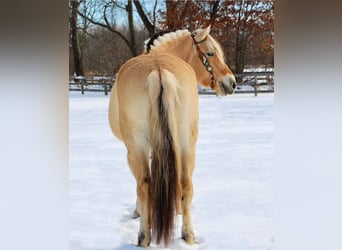 Fjordpferde, Wallach, 7 Jahre, 147 cm, Buckskin