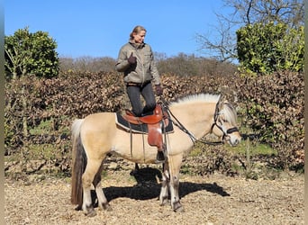 Fjordpferde, Wallach, 7 Jahre, 150 cm, Falbe