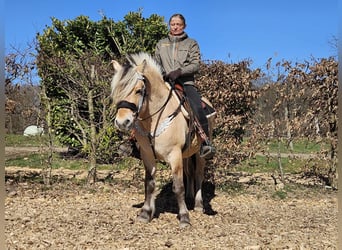 Fjordpferde, Wallach, 7 Jahre, 150 cm, Falbe