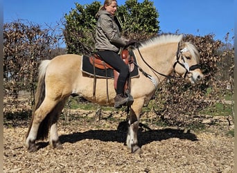 Fjordpferde, Wallach, 7 Jahre, 150 cm, Falbe