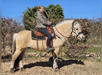 Fjordpferde, Wallach, 7 Jahre, 150 cm, Falbe