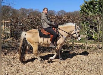 Fjordpferde, Wallach, 7 Jahre, 150 cm, Falbe