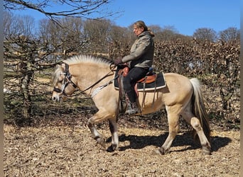 Fjordpferde, Wallach, 7 Jahre, 150 cm, Falbe