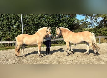 Fjordpferde, Wallach, 7 Jahre, 152 cm, Falbe