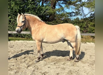 Fjordpferde, Wallach, 7 Jahre, 152 cm, Falbe