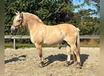 Fjordpferde, Wallach, 7 Jahre, 152 cm, Falbe