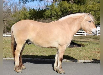 Fjordpferde, Wallach, 7 Jahre, Falbe