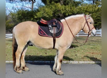 Fjordpferde, Wallach, 7 Jahre, Falbe