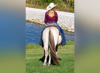 Fjordpferde, Wallach, 8 Jahre, 142 cm, Buckskin