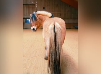 Fjordpferde, Wallach, 8 Jahre, 143 cm, Falbe