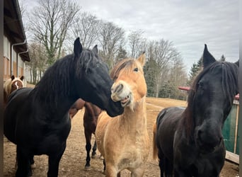 Fjordpferde, Wallach, 8 Jahre, 143 cm, Falbe