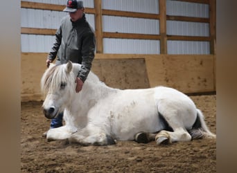 Fjordpferde, Wallach, 8 Jahre, 145 cm, White