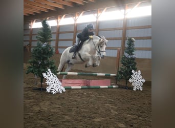 Fjordpferde, Wallach, 8 Jahre, 145 cm, White