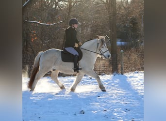 Fjordpferde, Wallach, 8 Jahre, 145 cm, White