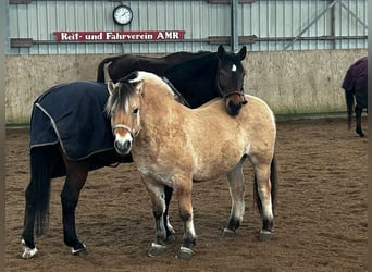 Fjordpferde, Wallach, 8 Jahre, 151 cm, Falbe