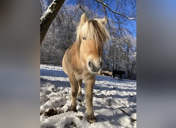 Fjordpferde, Wallach, 9 Jahre, 142 cm, Falbe