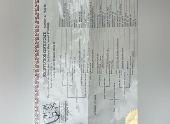 Fjordpferde, Wallach, 9 Jahre, 145 cm, Buckskin