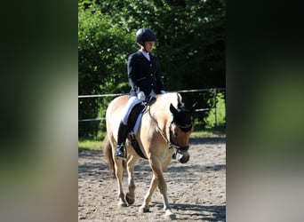 Fjordpferde, Wallach, 9 Jahre, 150 cm, Falbe